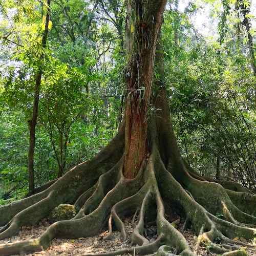 rbol Jardín Botánico UNAS Tingo María