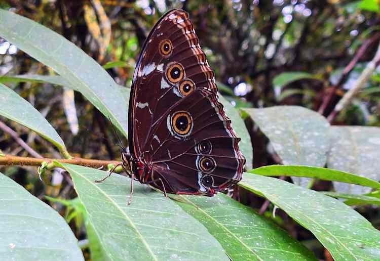 Mariposa morpho azul Tingo María