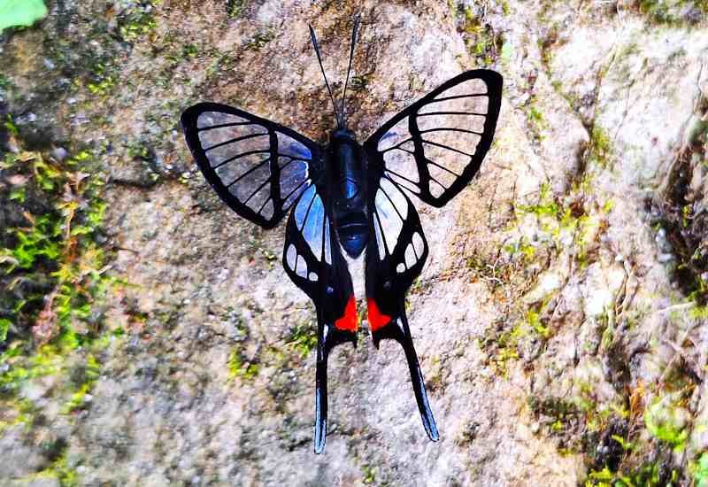 Mariposa transparente con cola Tingo María